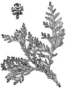 图46 红桧Chamaecyparis formosensis