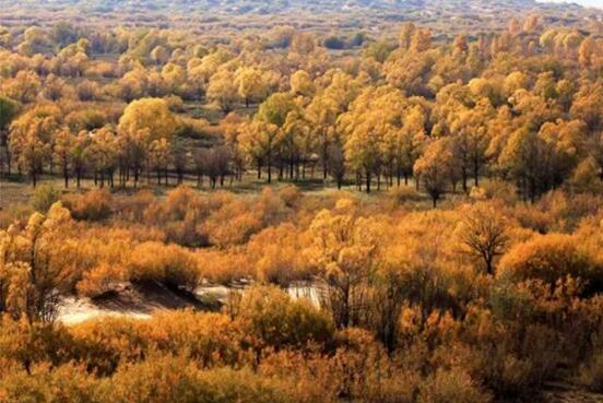 A1.jpg?v=1763520868647