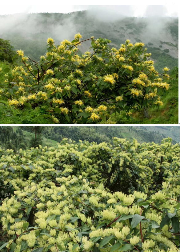 1732264215585 1732264215585.png