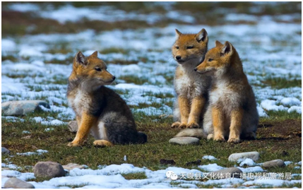 image image.png?v=1765701132132