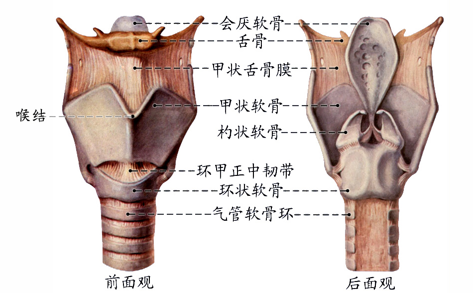 喉软骨.jpg