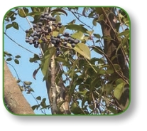 pagenumber_ebook=289,pagenumber_book=276