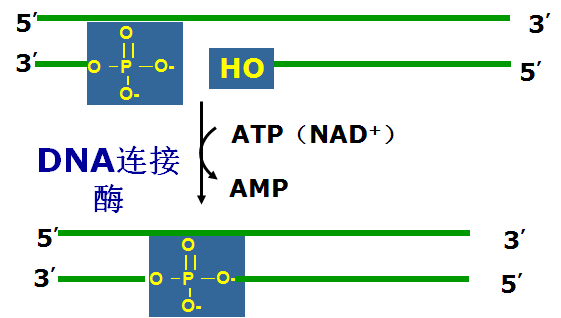 全屏显示课程 章节