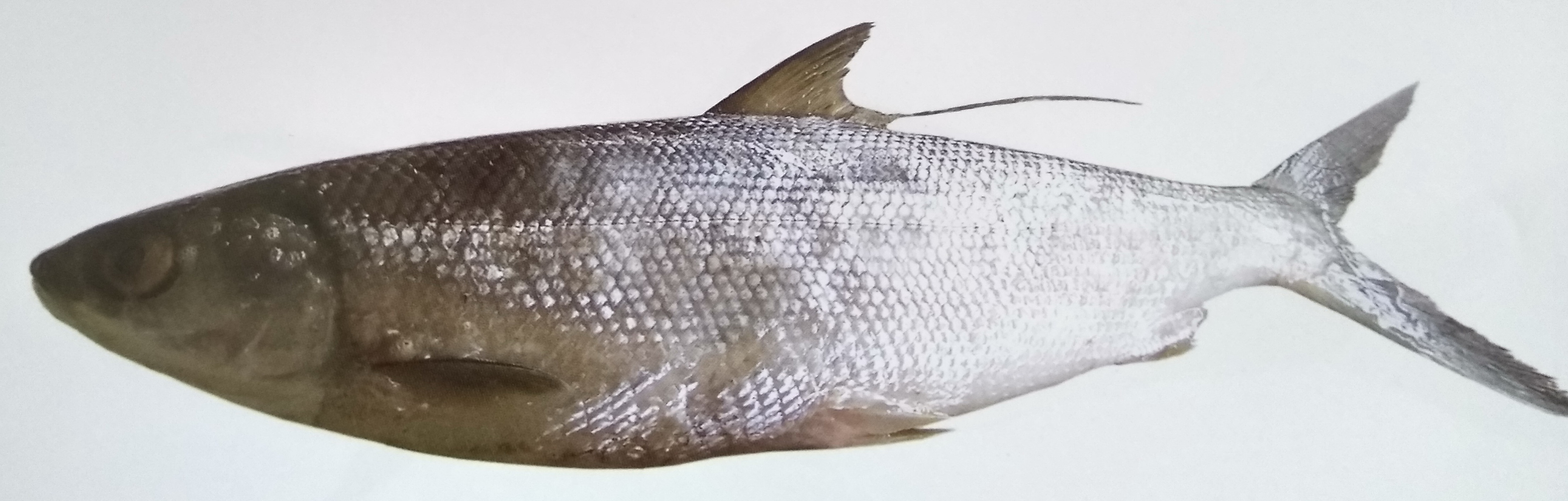 大海鲢.jpg