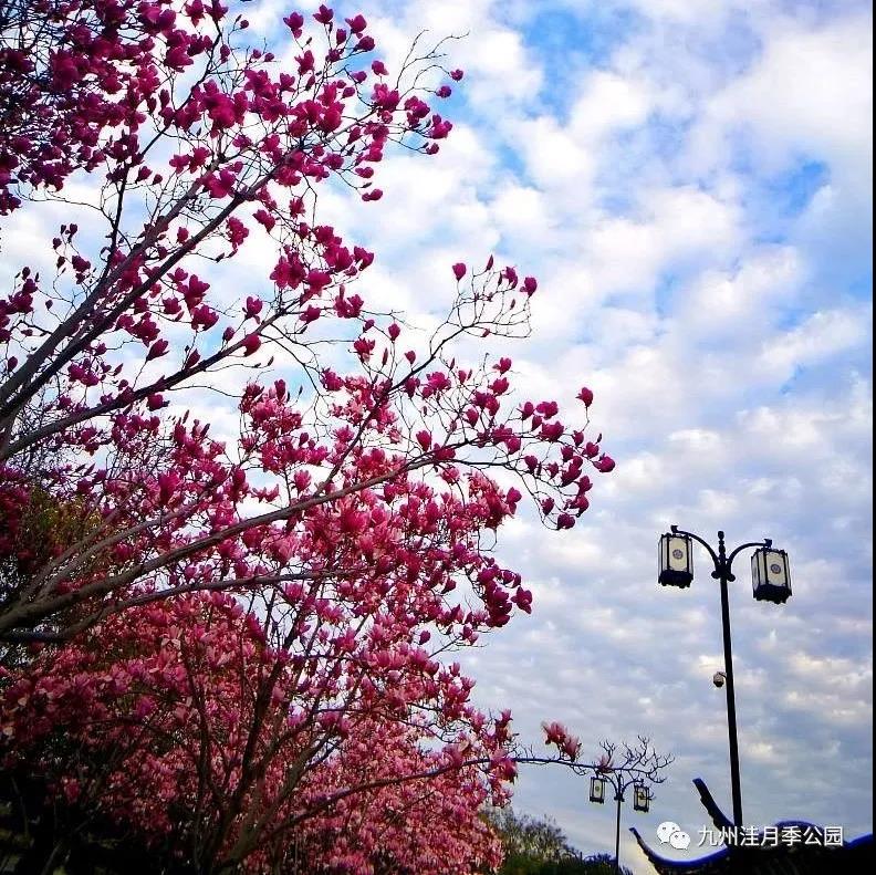 微信图片_20200319085903 微信图片_20200319085903.jpg