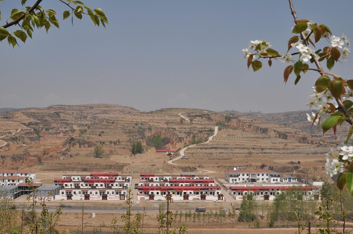 梨花-1 梨花-1.jpg