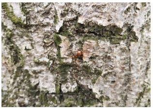 pagenumber_ebook=45,pagenumber_book=37