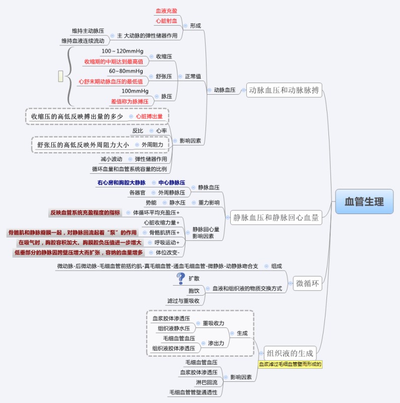 血管生理.jpg