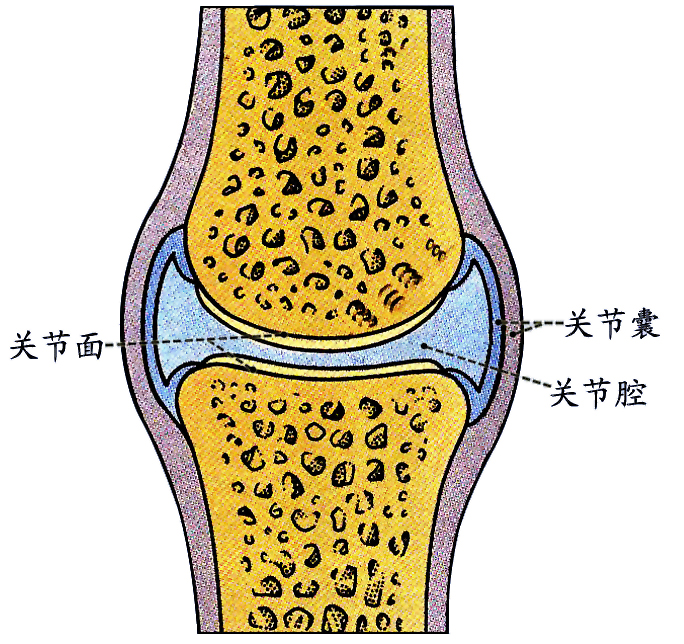关节.jpg