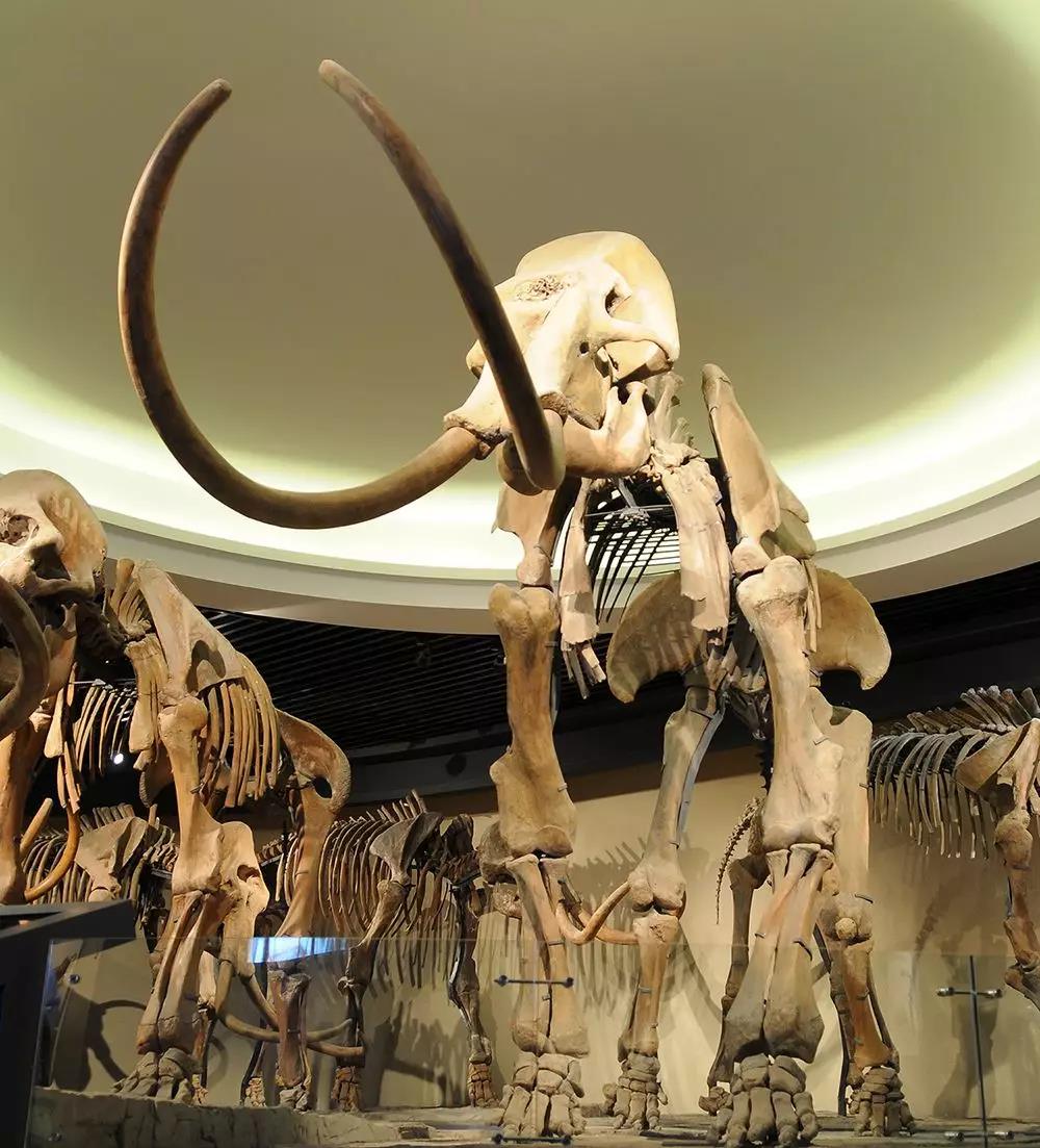 猛犸象3 猛犸象3.jpg