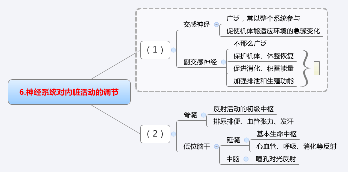 神经系统对内脏调节.jpg