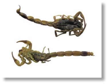 pagenumber_ebook=243,pagenumber_book=230