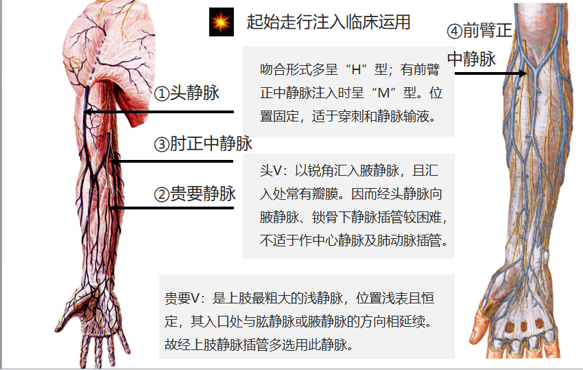 8.17 臂和前臂的浅静脉.png