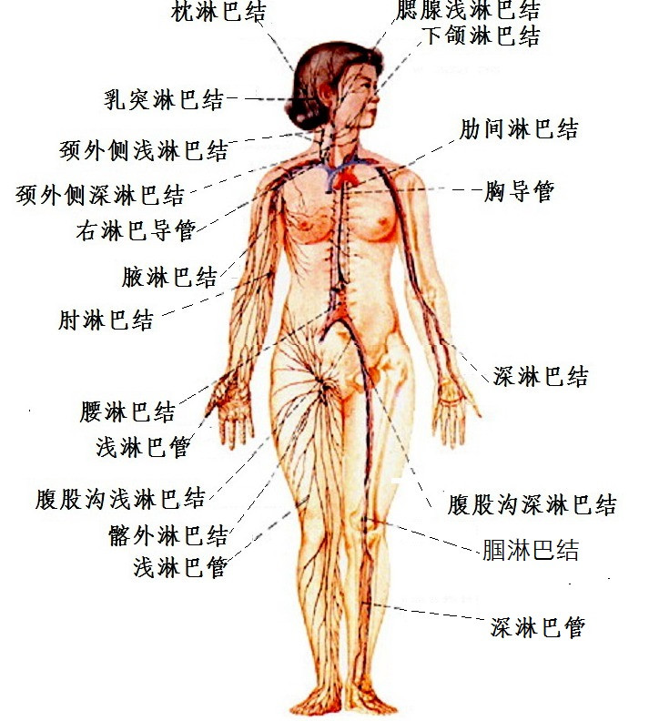 淋巴系统概观.jpg
