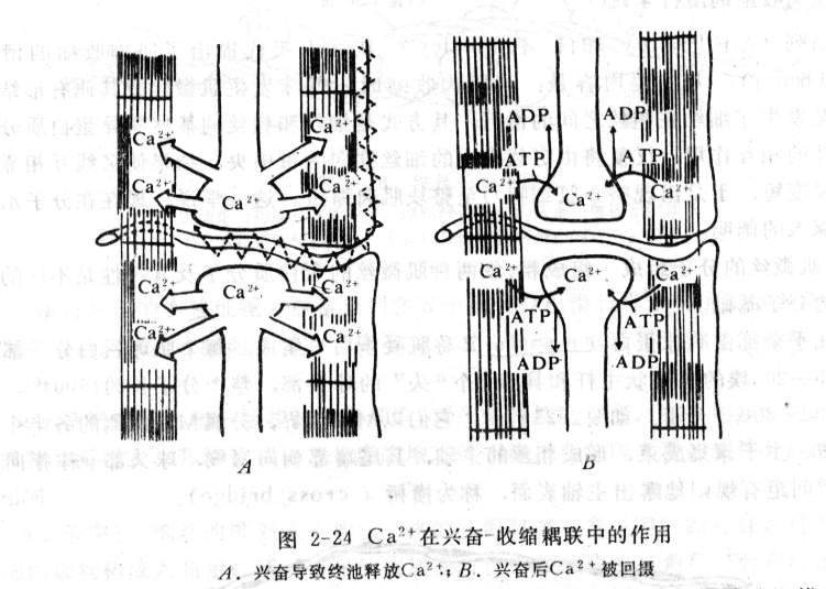 钙离子在兴奋收缩耦联中的作用.jpg