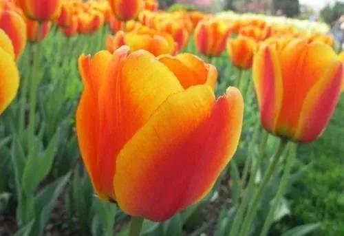 微信图片_20210329153303 微信图片_20210329153303.jpg