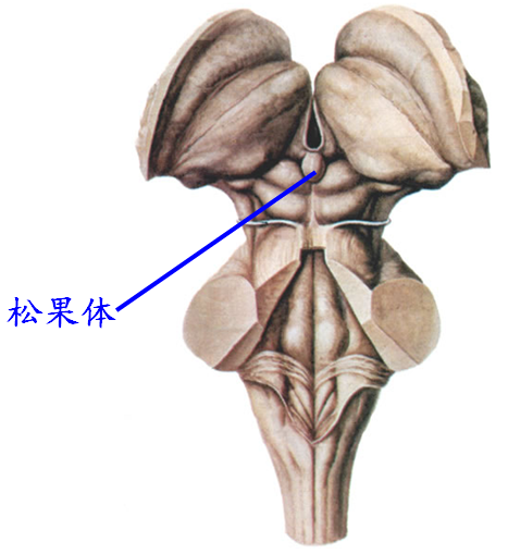 松果体.png