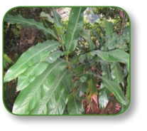 pagenumber_ebook=110,pagenumber_book=97