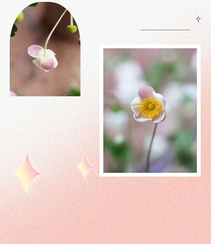 image image.png?v=1763574145532