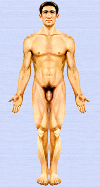 人体正面.png