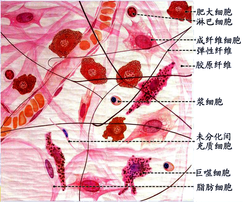 疏松结缔组织11.JPG