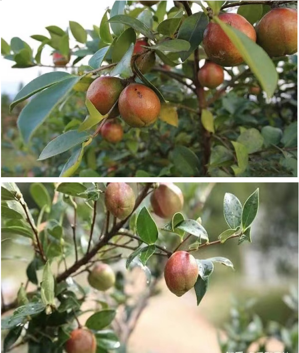 1732264231567 1732264231567.png