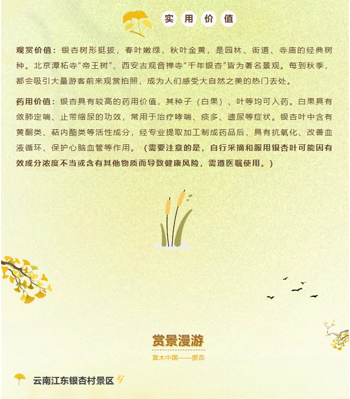 image.png?v=1762073802454