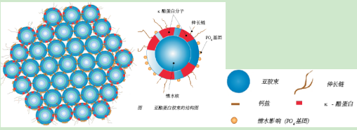 图3-5-2 酪蛋白胶束的结构及其稳定性