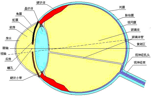 眼球的构造.jpg