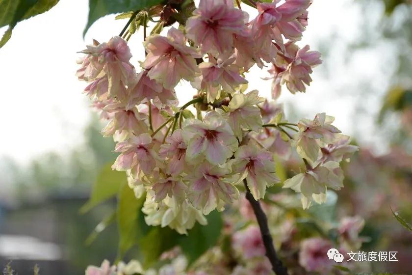 微信图片_20200509164952