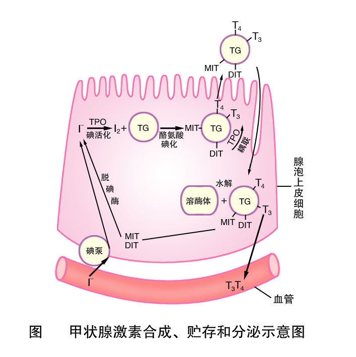 10-甲状腺激素合成、贮存和分泌示意图.jpg