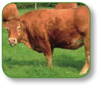 pagenumber_ebook=239,pagenumber_book=226