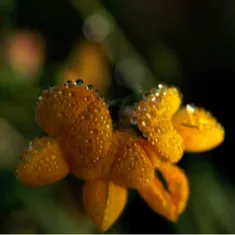 image.png?v=1757808678946