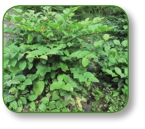 pagenumber_ebook=126,pagenumber_book=113