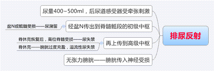 排尿反射.gif