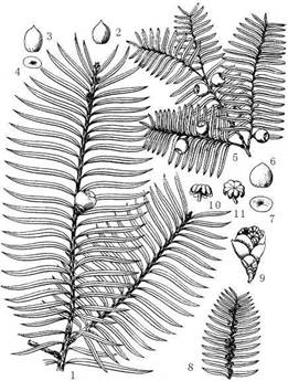 图62 喜马拉雅红豆杉和红豆杉