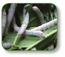 pagenumber_ebook=245,pagenumber_book=232