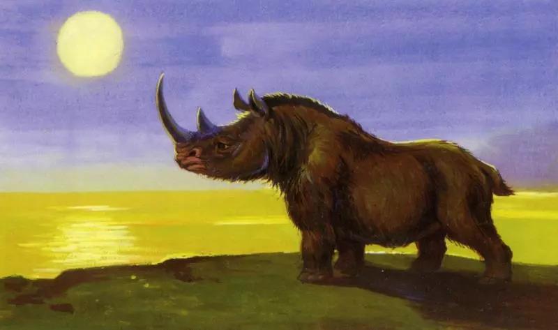 披毛犀1 披毛犀1.jpg