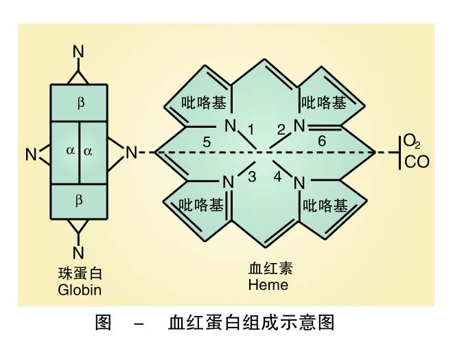 24-血红蛋白组成示意图 .jpg