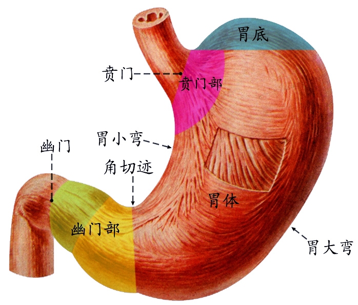 胃的分部.jpg