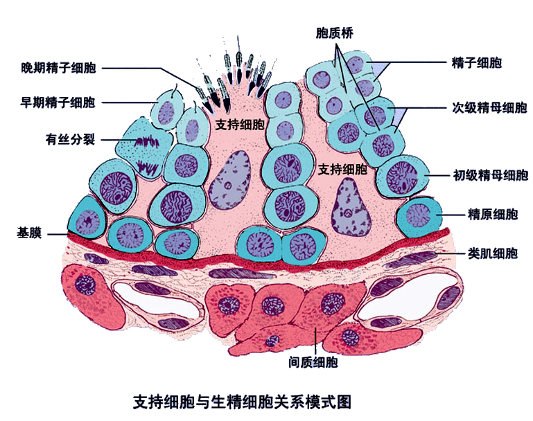 生精小管结构.jpg