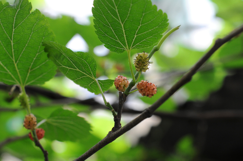 配图5 配图5.jpeg