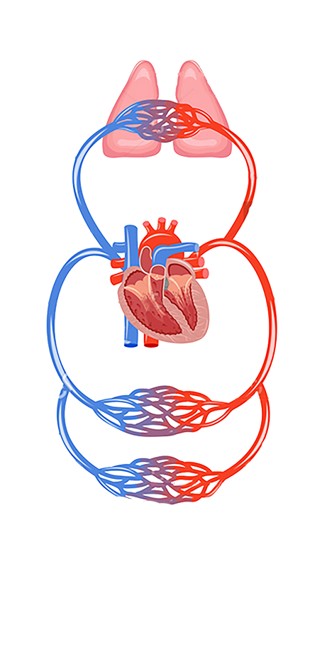 肺循环.png