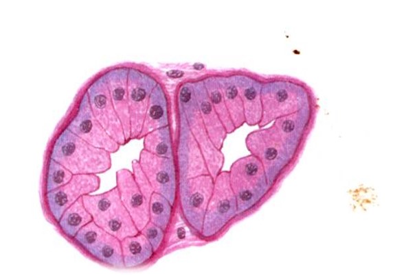 6.1-2 浆液性腺泡.jpg