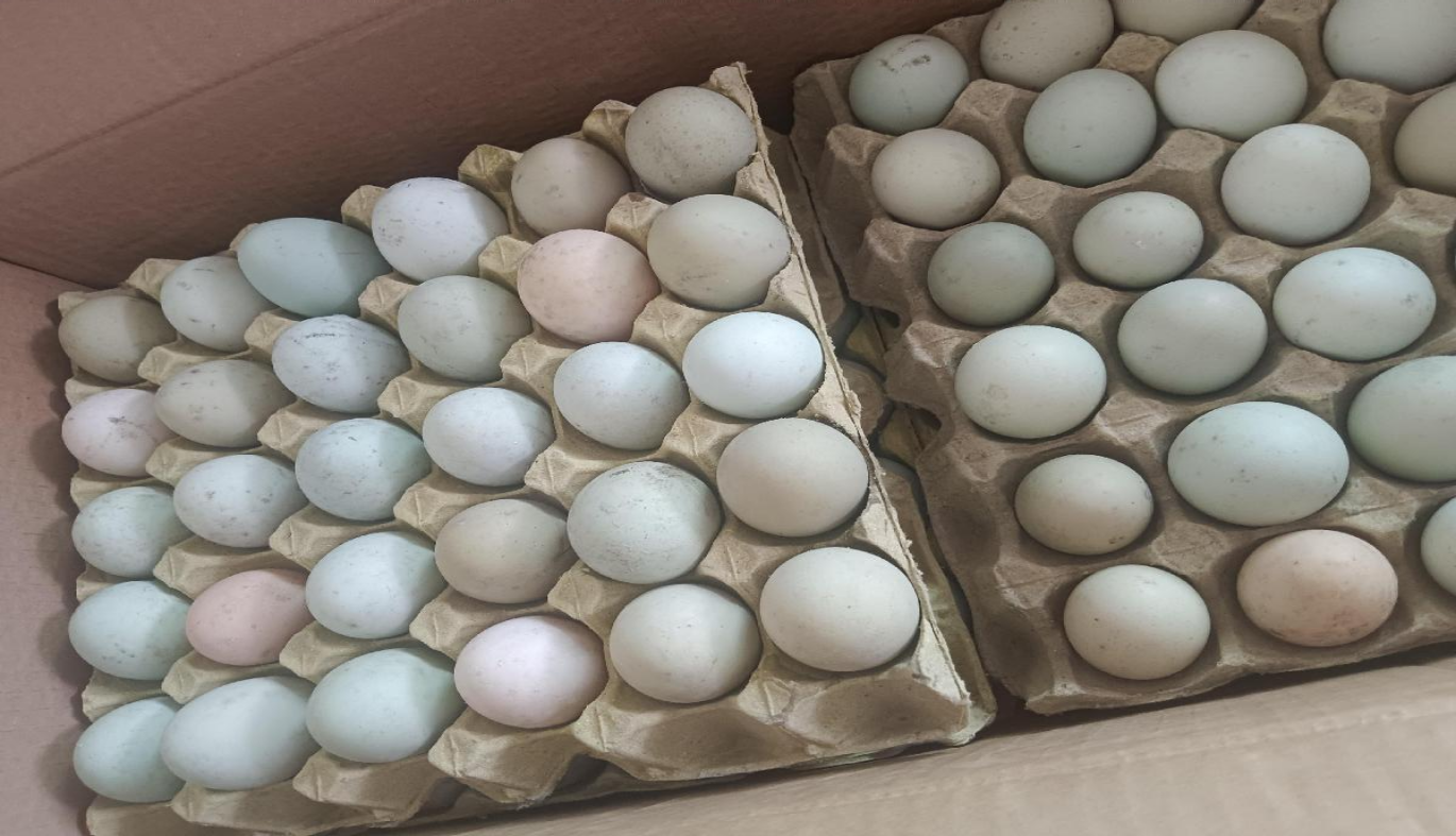 产业引领促振兴2