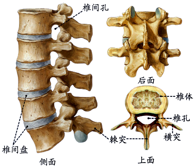 腰椎.jpg