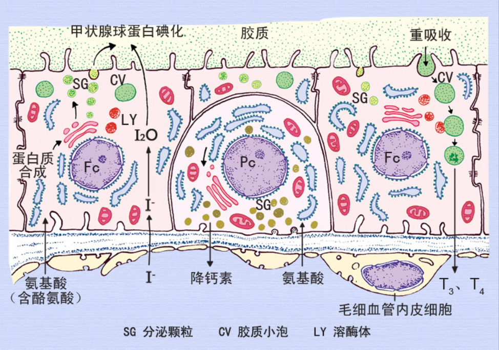 甲状腺滤泡上皮细胞(Fc)和滤泡旁细胞(Pc)超微结构及激素合成与分泌模式图.png