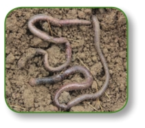 pagenumber_ebook=242,pagenumber_book=229