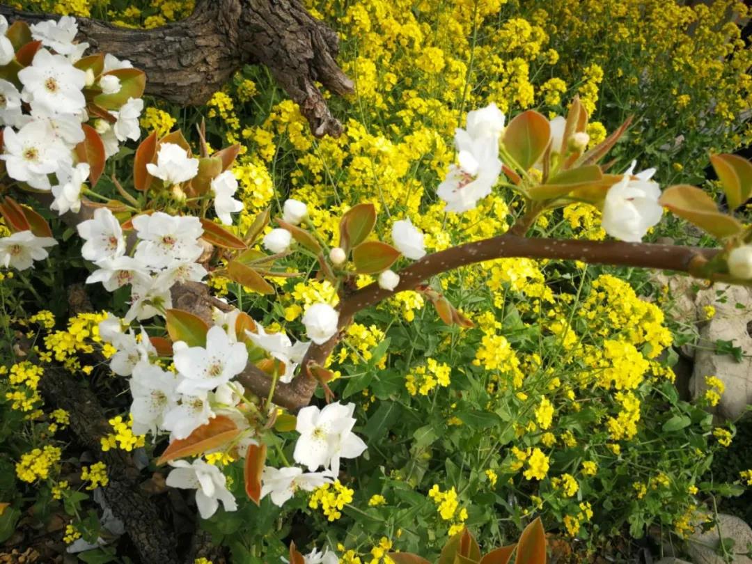 微信图片_20200327112849 微信图片_20200327112849.jpg