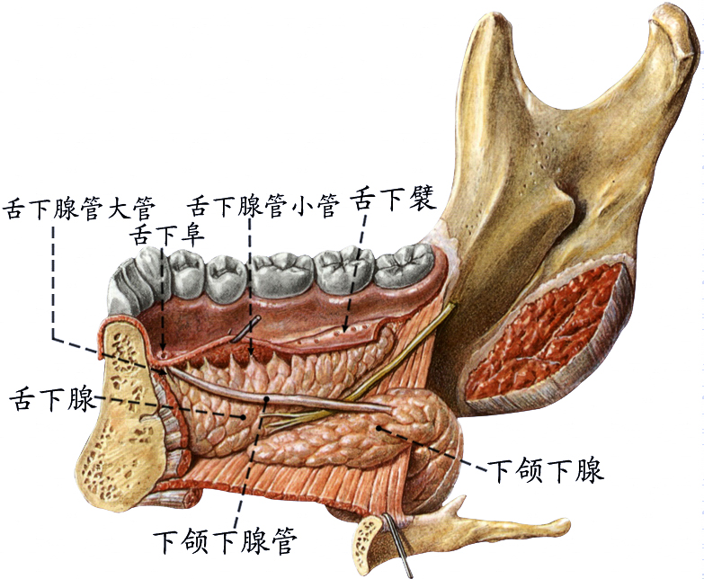 舌下腺和下颌下腺.jpg